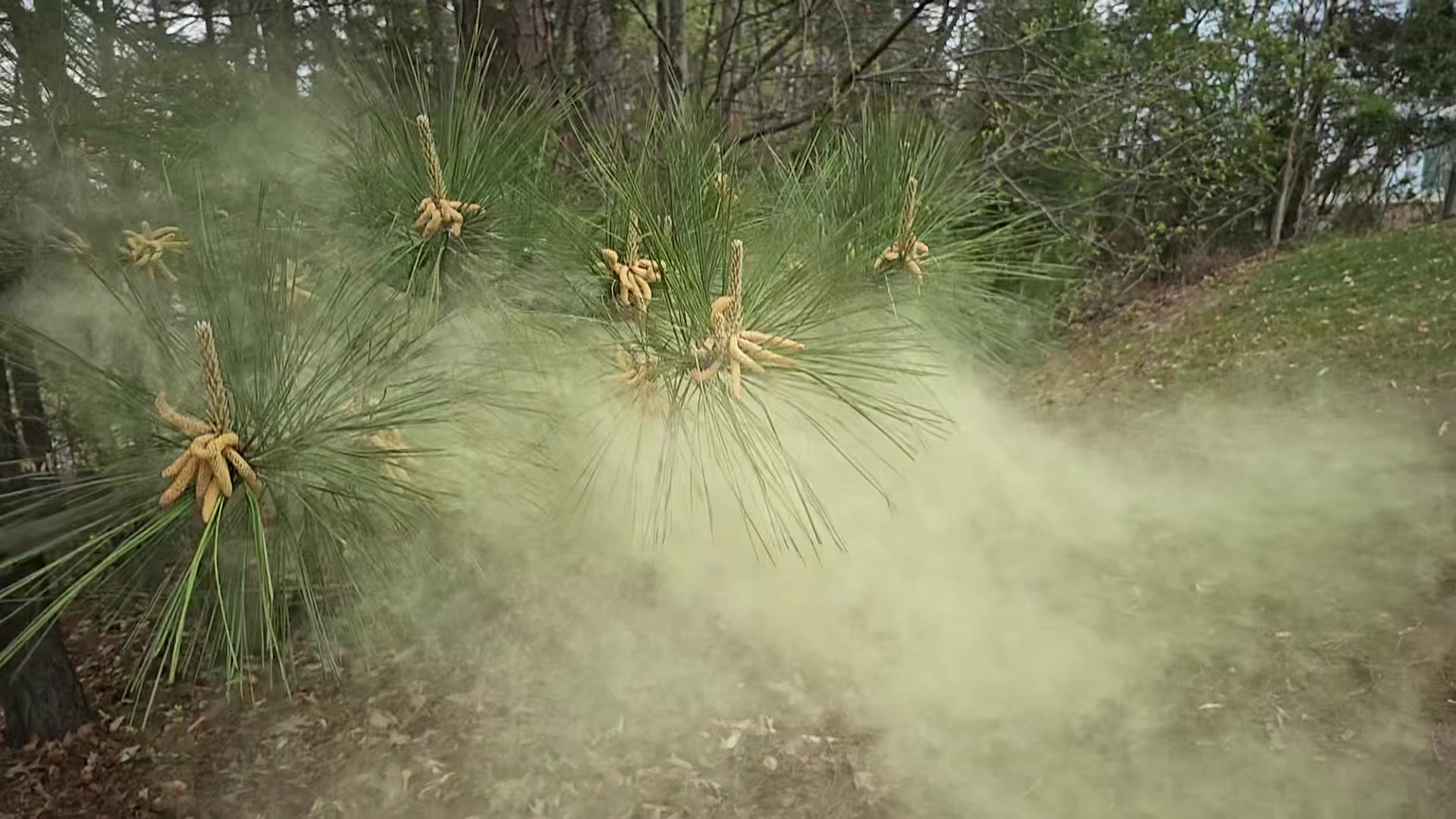 Pollen clouds explode over Richmond, Virginia, 4/5/2025